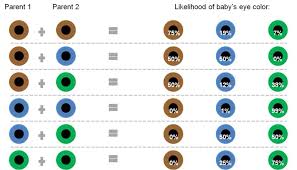 the likelihood of a babys eye color based on their parents