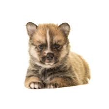 The search tool above returns a list of breeders located nearest to the zip or postal code you. Pomsky Puppies Breed Info Petland Novi Michigan