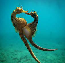 7 Wild Facts You May Not Know About Seahorses Ocean Conservancy