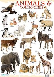 Animals Panosundaki Pin
