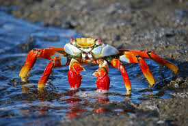 Free Images : nature, ocean, food, insect, seafood, colorful, shellfish,  fauna, invertebrate, crustacean, legs, sea life, creepy, amazon, marine  biology, ocypodidae, decapoda, animal source foods, fiddler crab, dungeness  crab 3872x2592 - -