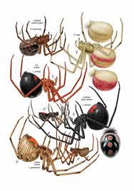 Swelling, nausea, headache, vomiting, heart palpitations. Common Spiders Of North America Spidersrule