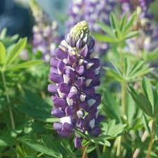 Image result for Lupinus pubescens