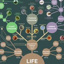 evolution classification of life poster 24x36