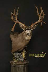 We did not find results for: Muledeer Pedestal Taxidermy Mule Deer Big Deer