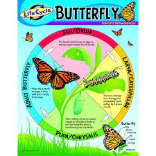 Life Cycles Butterfly Lessons Butterfly Life Cycle