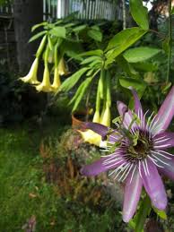 You need to know about the weapon of choice of today's most evil people. Lady Greenthumb S Garden