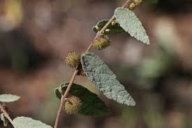 Image result for Triumfetta dekindtiana