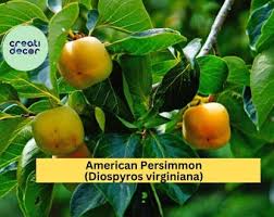 Image result for Diospyros consolatae
