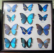 They symbolize change and rebirth, regardless of their color. Morpho Wikipedia
