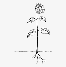 Black silhouette high tree with crown simple vector. Plants Drawing Floral Design Plant Cell Flower Sketch Of Parts Of Plant Transparent Png 468x750 Free Download On Nicepng