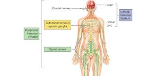 The central nervous system (cns) is that portion of the vertebrate nervous system that is composed of the brain and spinal cord. Human Body Quiz Nervous System Proprofs Quiz