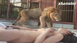Порно с львом - азиатка мастурбирует в клетке дикого животного
