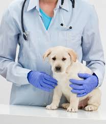 Puppy Vaccination Frequently Asked Questions And Schedules