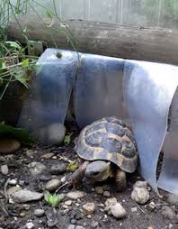 Und eine nasse schildkröte die einfriert überlebt den winter nur mit glück. 10 Schildkrotenhaus Ideen Schildkrotenhaus Schildkrote Schildkrotengehege