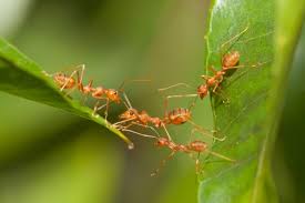 Cara berikutnya yang bisa digunakan untuk mengusir semut adalah dengan memanfaatkan aroma menyengat dari lada bubuk. 5 Cara Alami Mengusir Semut Dari Tanaman Halaman All Kompas Com