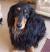 Cream Long Haired Standard Dachshund