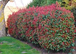 Photinia X Fraseri Red Robin Buy Photinia X Fraseri Red Robin Photinia Fraseri Red Robin Hedges Evergreen Shrubs Photinia Red Robin