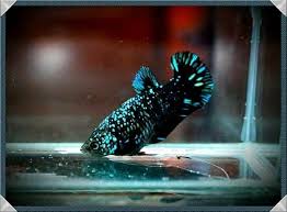 Blue Black Star Galaxy Betta Fish Betta Types Of Sharks