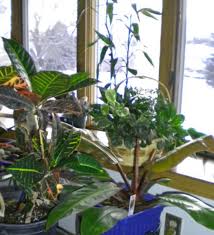 Maybe you would like to learn more about one of these? Houseplants Clean Indoor Air Pollution Home Top Plants The Old Farmer S Almanac