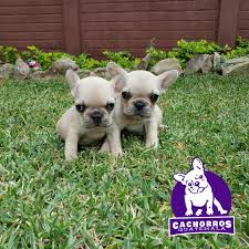 Guapisimas Bulldog Frances Pedigree A Hembritas Cachorros Guatemala Check out these great deals and selection on benjamin bulldog from the leading experts in airguns. guapisimas bulldog frances pedigree a hembritas