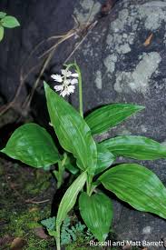 Image result for Eulophia eylesii