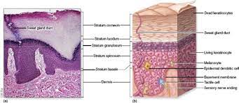 Chapter 6 Integumentary System Flashcards Quizlet