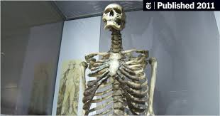 Последние твиты от giant bicycles (@giant_bicycles). Charles Byrne Irish Giant Had Rare Gene Mutation The New York Times