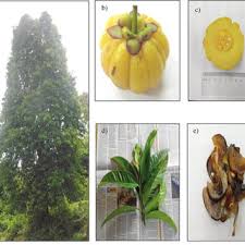 This may change, but as of this writing, garcinia ultra pure has a generous return policy where you can return any unopened and unused. Pdf Garcinia Atroviridis A Review On Phytochemicals And Pharmacological Properties