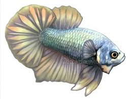 Specimens of this fish boast a variable mix of bright red, bold. Copper Plakat Betta By Greyviolett On Deviantart