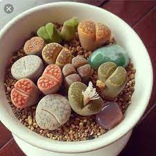 Lithops O Cactus Piedra Lithops Succulents Succulent Seeds Lithops
