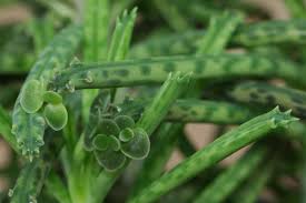 Image result for Secamone delagoensis