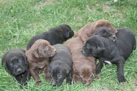 King german shorthaired pointer puppies for sale produce just the best, with 12+years. German Shorthaired Lab Mix Gsp Labrador Hybrid Hunting Dogs