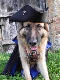 Steam Bones Gsd Animals Shepherd Dog