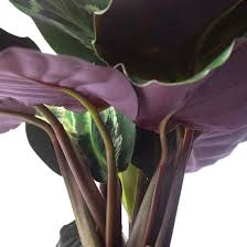 Image result for Maranta arundinacea
