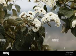 Image result for Cordia africana