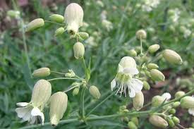 Image result for Silene kiwuensis