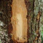 Image result for Sclerocroton cornutus