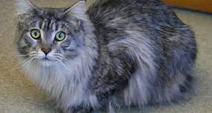 The body is long and rectangular and the tail is also long. Male Vs Female Maine Coons Which Gender Is Better For You Maine Coon Expert