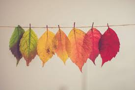 Mit Tee Durch Den Herbst Welcher Tee Hilft Bei Erkaltungen Grippalen Infekten Und Dem Winterblues Teezyt Ch