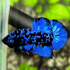 Image result for betta fish