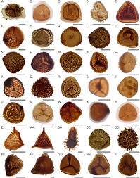 Image result for Mohria marginalis