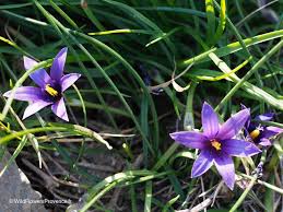 Image result for Romulea
