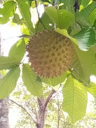 Image result for Annona