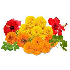 This species is the tallest and most upright marigold, reaching 3 to 4 feet in height and producing large, full flowers. Buy Loose Flowers Online At Best Price On The Morning Blossom Mumbai