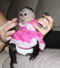 Pin By Crystal Pirner On Endangered Animals Pet Boutique Baby Monkey Monkeys For Sale