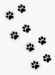Kedi Png