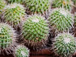 I know that 'night blooming cereus and ephinopsis are just a couple.is there any others many arrange cactuses and succulents amid salvaged treasures, against a vibrant painted wall or in terraced beds. 150 Captivating Cactus And Succulent Business Name Ideas