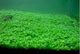 Hairgrass dwarf, merupakan jenis hairgrass yang paling pendek dan biasa digunakan untuk tanaman karpet aquascape paling depan, tanaman ini cocok di berbagai ukuran tank. Tanaman Karpet Aquascape Bagian Foreground