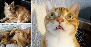 Orange cats are often seen as especially friendly, and even lazy. 8 Fun Facts About Ginger Tabby Cats Cole Marmalade